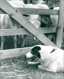 Animals : Sheep - Vintage Photograph