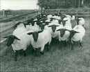 Animals : Sheep - Vintage Photograph