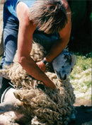 Animals : Sheep - Vintage Photograph