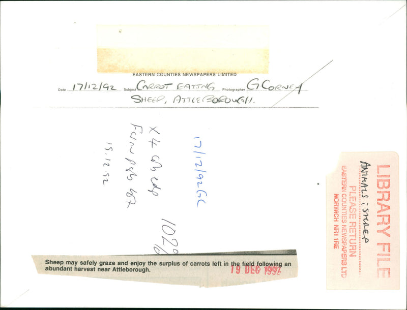 Animals : Sheep - Vintage Photograph