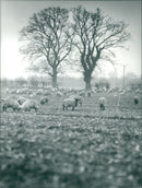 Animals : Sheep - Vintage Photograph