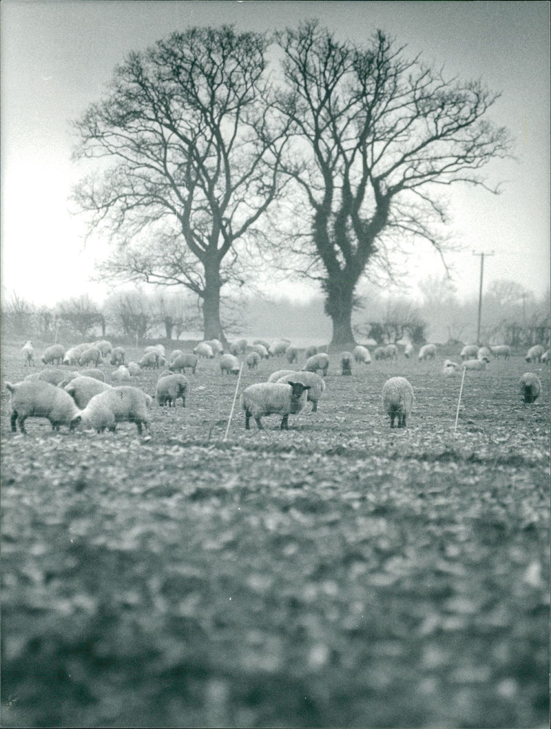 Animals : Sheep - Vintage Photograph