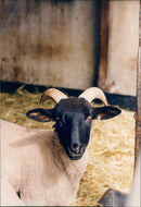 Animals : Sheep - Vintage Photograph