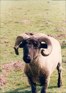 Animals : Sheep - Vintage Photograph