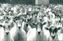 Animals : Sheep - Vintage Photograph