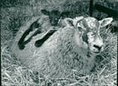 Animals : Sheep - Vintage Photograph