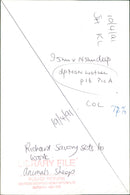 Animals : Sheep - Vintage Photograph