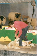 Animals : Sheep - Vintage Photograph