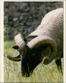 Animals : Sheep - Vintage Photograph