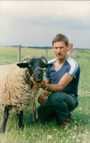 Animals : Sheep - Vintage Photograph