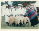 Animals : Sheep - Vintage Photograph