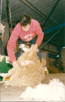 Animals : Sheep - Vintage Photograph
