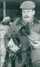 Animals : Sheep - Vintage Photograph