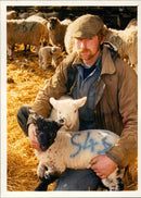 Animals : Sheep - Vintage Photograph