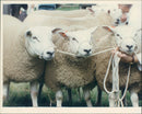 Animals : Sheep - Vintage Photograph