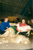 Animals : Sheep - Vintage Photograph