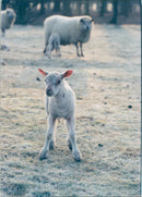 Animals : Sheep - Vintage Photograph