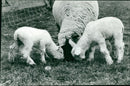 Animals : Sheep - Vintage Photograph