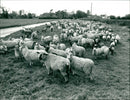 Animals : Sheep - Vintage Photograph