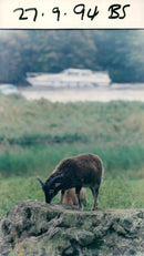 Animals : Sheep - Vintage Photograph