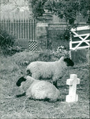 Animals : Sheep - Vintage Photograph