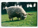 Animals : Sheep - Vintage Photograph