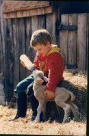 Animals : Sheep - Vintage Photograph