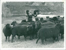 Animals : Sheep - Vintage Photograph