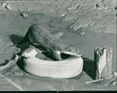 Filming "Tarka the Otter" at Warham Marshes. - Vintage Photograph