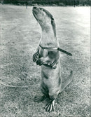 Oscar, the pet Indian Otter of Mrs. Patricia Wayne - Vintage Photograph