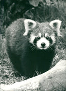 LESSER PANDA - Vintage Photograph