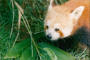 RED PANDA - Vintage Photograph