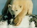 POLAR BEARS - Vintage Photograph