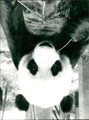 MING MING KEEPS US GUESSING - Vintage Photograph