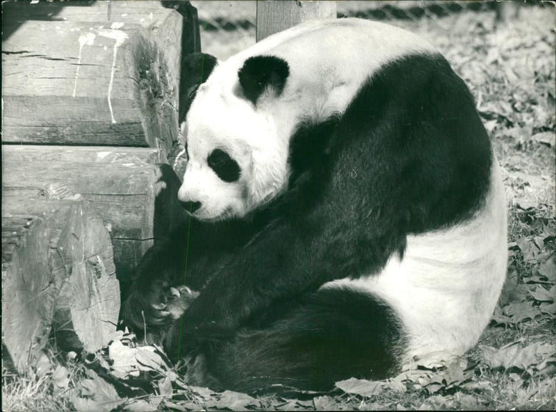 THE PANDA - Vintage Photograph