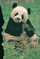 ANIMALS PANDA - Vintage Photograph