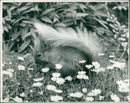 Red squirrel - Vintage Photograph