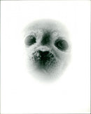 Animals: Seals - Vintage Photograph