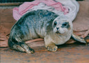 Animals: Seals - Vintage Photograph