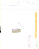 Animals: Seals - Vintage Photograph