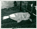Animals: Seals - Vintage Photograph