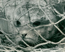 Animals: Seals - Vintage Photograph