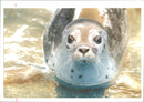 Animals: Seals - Vintage Photograph