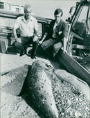 Animals: Seals - Vintage Photograph