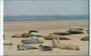 Animals: Seals - Vintage Photograph