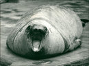 Animals: Seals - Vintage Photograph