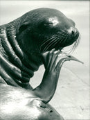 Animals: Seals - Vintage Photograph