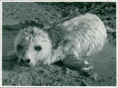 Animals: Seals - Vintage Photograph