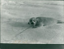 Animals: Seals - Vintage Photograph