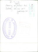 Animals: Seals - Vintage Photograph